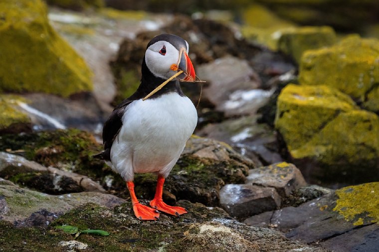 017 Farne eilanden, papegaaiduiker.jpg